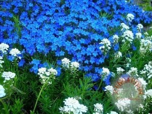 Cennet mavisi lithodora diffusa fidesi heavenly blue çiçekli yerörtücü