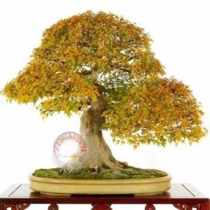 Acer tataricum akçaağaç tohumu subsp. ginnalla kırmızı tatar akça ağacı