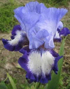 On edge iris süsen çiçeği soğanı iris germanica