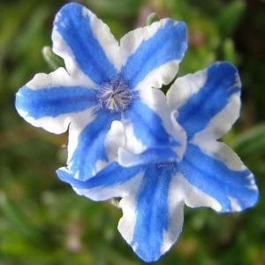 Mavi yıldız lithodora fidesi diffusa blue star çiçekli yerörtücü