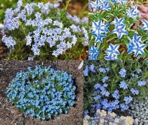 Mavi yıldız lithodora fidesi diffusa blue star çiçekli yerörtücü