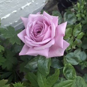 Yerli yoğun kokulu mor gül fidanı aşılı 3+ yaş violet