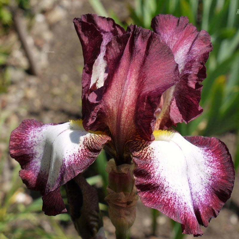 Crinoline iris süsen çiçeği soğanı iris germanica