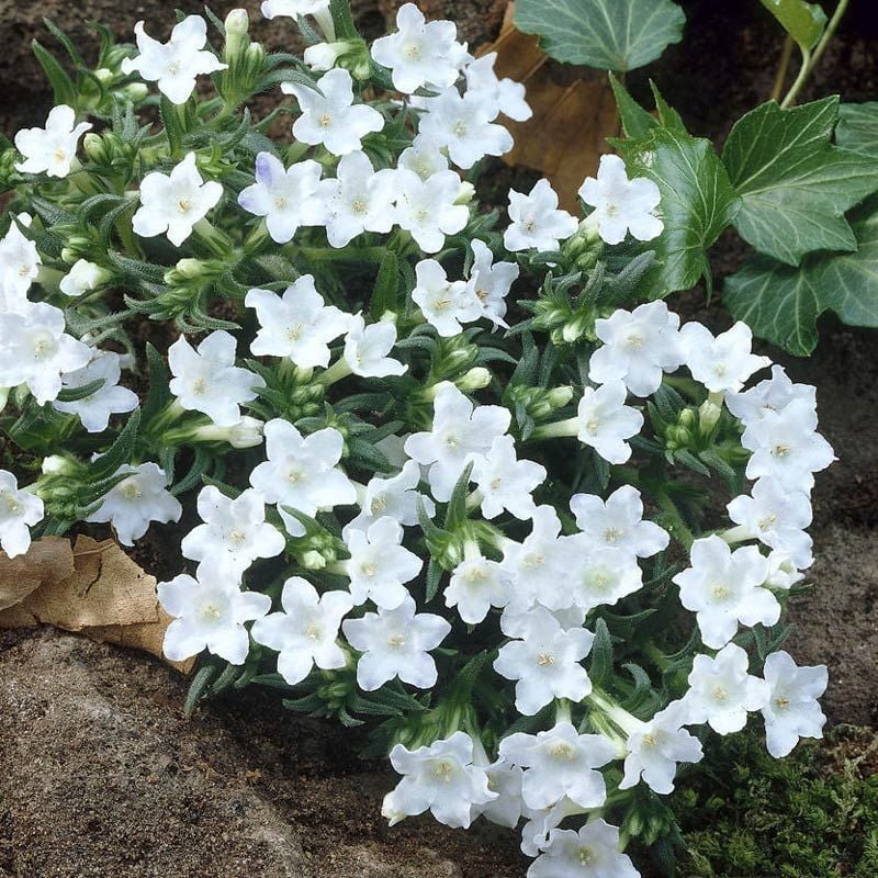 Beyaz lithodora fidesi lithodora diffusa white