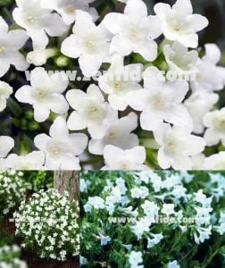 Beyaz lithodora fidesi lithodora diffusa white