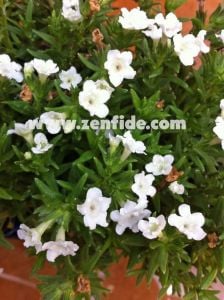 Beyaz lithodora fidesi lithodora diffusa white