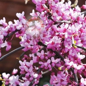 Erguvan tohumu kuzey amerika erguvanı eastern redbud judas tree cercis canadensis