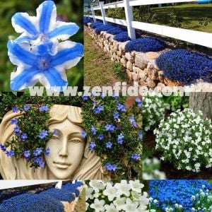 Lithodora fidesi karışımı beyaz mavi ve yıldız 3lü karışım