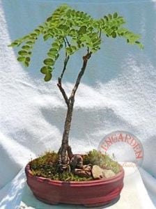 Sophora japonica tohumu japon tapınak ağacı kokulu çiçekler