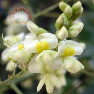 Sophora japonica tohumu japon tapınak ağacı kokulu çiçekler