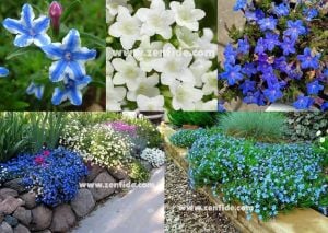 Lithodora fidesi karışımı beyaz mavi ve yıldız 3lü karışım