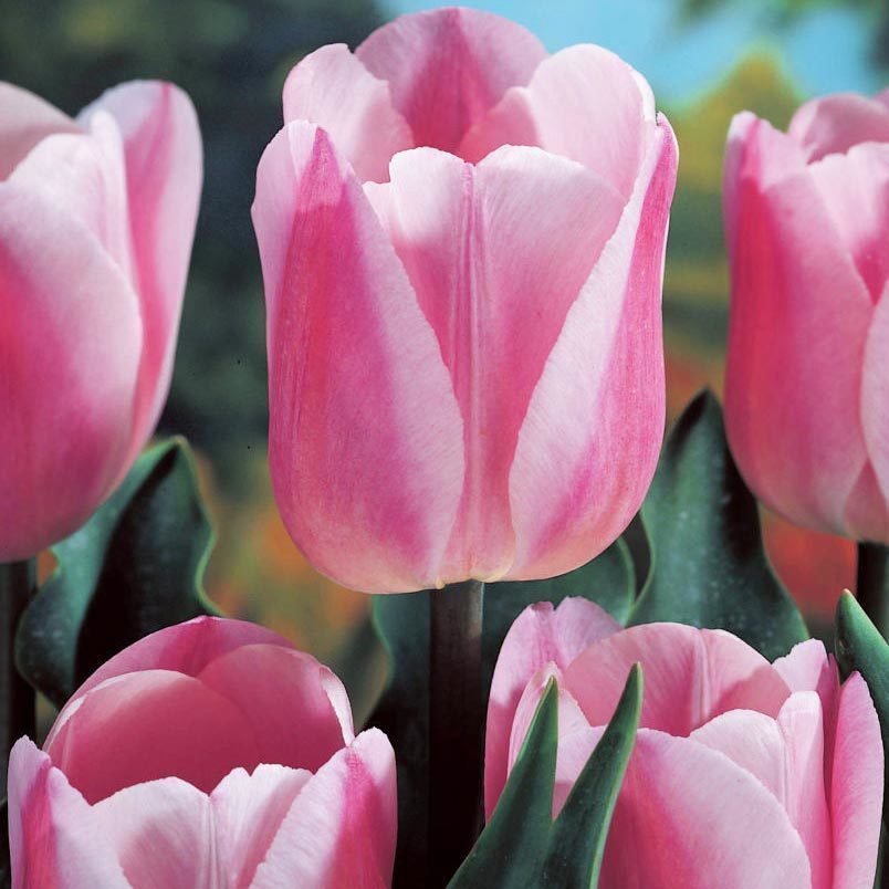 Rosalie lale soğanı 5 adet