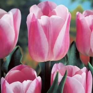 Rosalie lale soğanı 5 adet