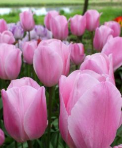 Rosalie lale soğanı 5 adet