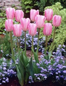 Rosalie lale soğanı 5 adet