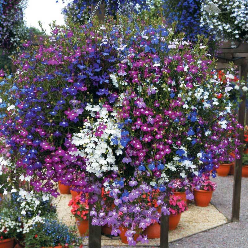 5 adet karışık renk sarkan lobelya fidesi lobelia