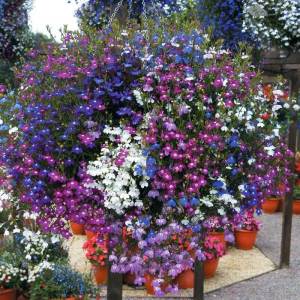 5 adet karışık renk sarkan lobelya fidesi lobelia