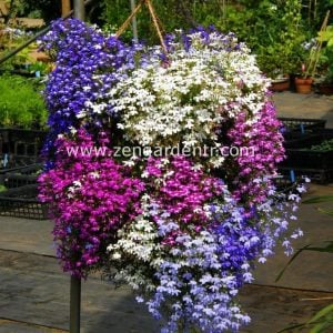 5 adet karışık renk sarkan lobelya fidesi lobelia