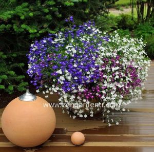 5 adet karışık renk sarkan lobelya fidesi lobelia