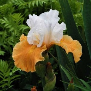 Pumpkin Cheesecake  iris süsen çiçeği soğanı iris germanica