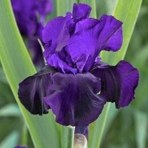 Tuxedo iris süsen çiçeği soğanı iris germanica