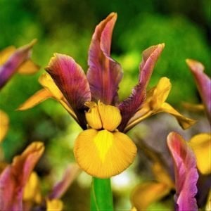 Bronze Beauty süsen soğanı ithal iris hollandica