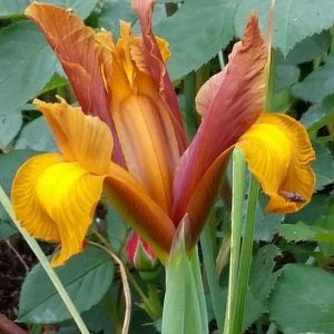 Bronze Beauty süsen soğanı ithal iris hollandica