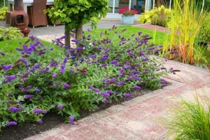 Mavi kelebek çalısı buddleja davidii summer bird blue