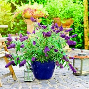 Mavi kelebek çalısı buddleja davidii summer bird blue