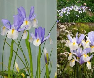 Silvery beauty süsen soğanı ithal iris hollandica