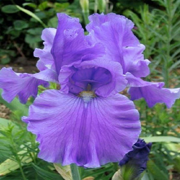 Lavender iris süsen çiçeği soğanı iris germanica