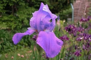 Lavender iris süsen çiçeği soğanı iris germanica