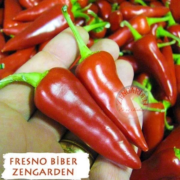 Fresno orta acı biber tohumu capsicum annuum