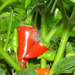Fresno orta acı biber tohumu capsicum annuum