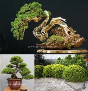 Bodur mugo çam tohumu pinus mugo pumilio