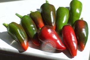 Fresno orta acı biber tohumu capsicum annuum