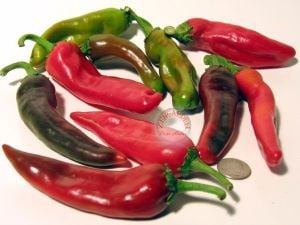 Anaheim chili biber tohumu orta acı gurme aromatik geleneksel