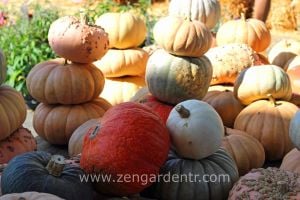 İri boylar bal kabağı tohumu karışımı pumpkin mix