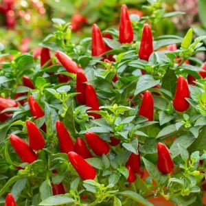 Mini kırmızı acı biber tohumu mini red hot chili pepper seeds