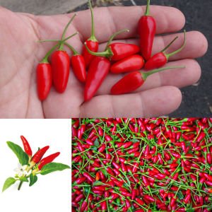 Mini kırmızı acı biber tohumu mini red hot chili pepper seeds