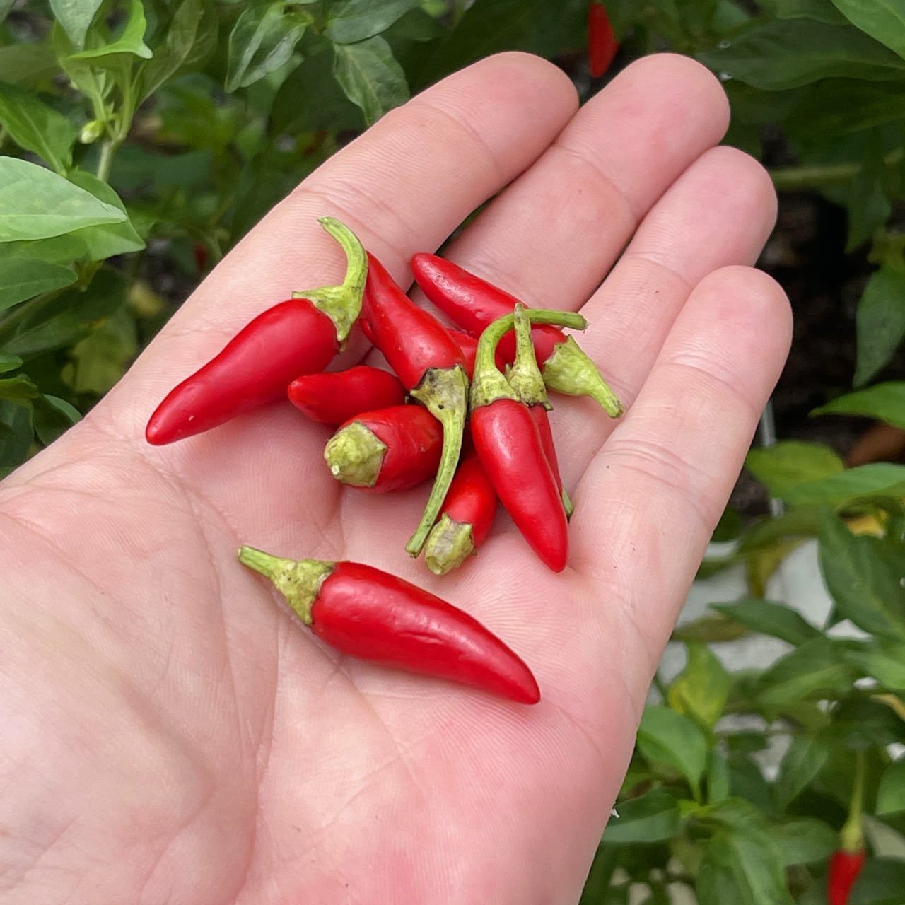 Mini kırmızı acı biber tohumu mini red hot chili pepper seeds