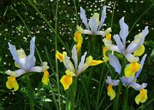 Symphony süsen soğanı ithal iris hollandica