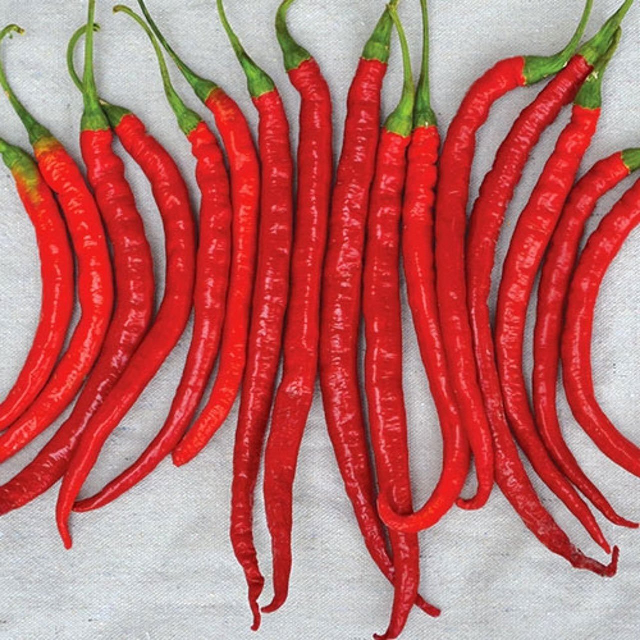 Cayenne kırmızı kıl biber tohumu chili pepper çok acı