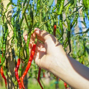 Cayenne kırmızı kıl biber tohumu chili pepper çok acı