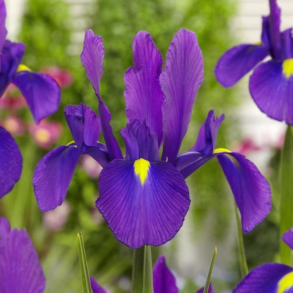Purple sensation süsen soğanı ithal iris hollandica