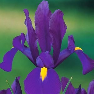 Purple sensation süsen soğanı ithal iris hollandica