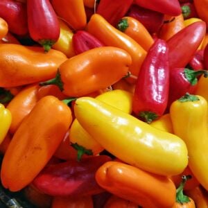 Santa fe grande chili biber tohumu acı çok bereketli