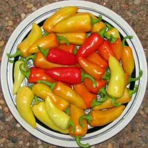Santa fe grande chili biber tohumu acı çok bereketli