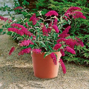 Eflatun kelebek çalısı buddleja davidii summer bird magenta