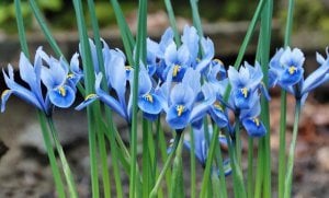 Cantab süsen soğanı ithal iris reticulata